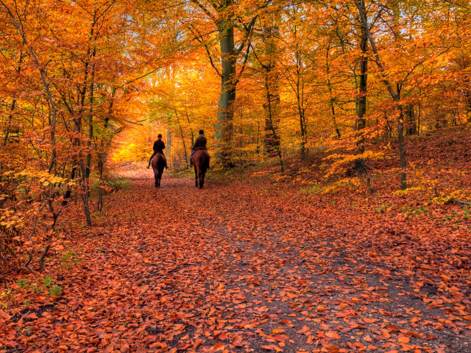 紅葉の森の道で外乗を楽しむ二人