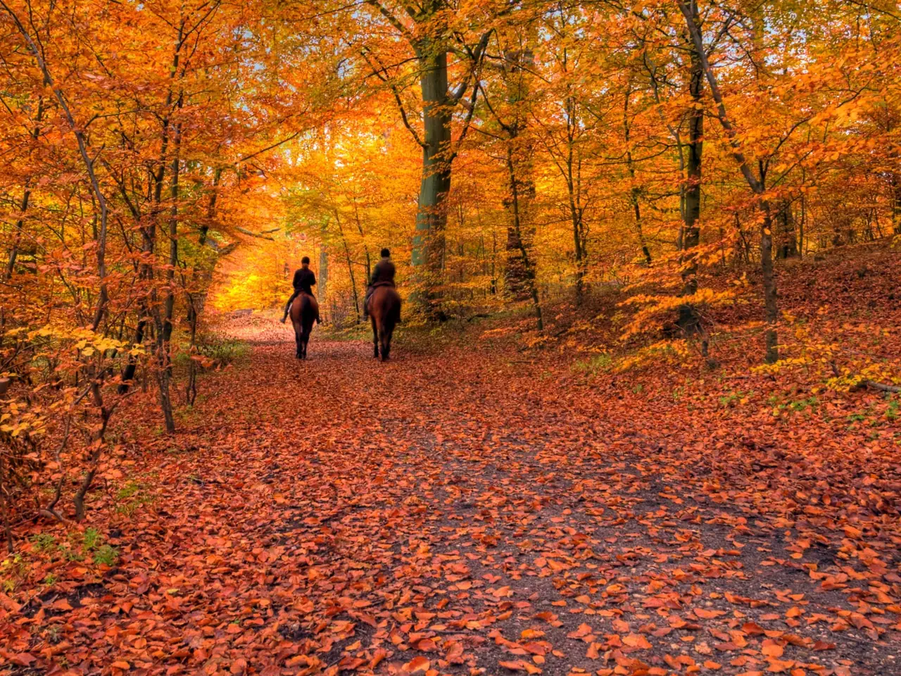 紅葉の森の道で外乗を楽しむ二人