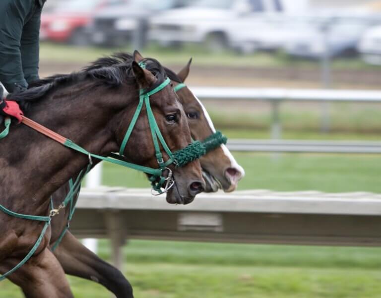引退競走馬は“人間にしたらまだ20歳”