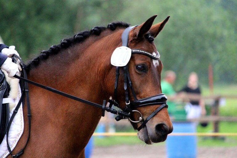 乗馬においてなぜ運動能力と姿勢が重要なのか